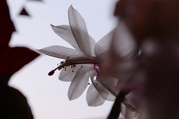 La fleur du cactus de Noël