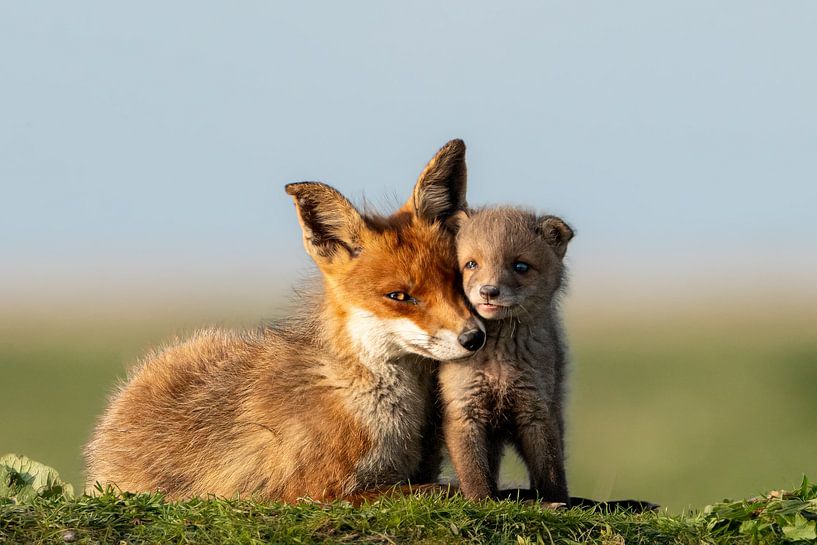 Fox with cub by Gianni Argese
