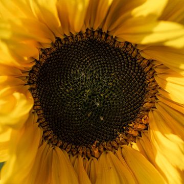 Herz der Sonnenblume von Samantha van Leeuwen