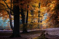 Color Explorer (Nederlands herfst bos in volle kleuren) van Kees van Dongen thumbnail