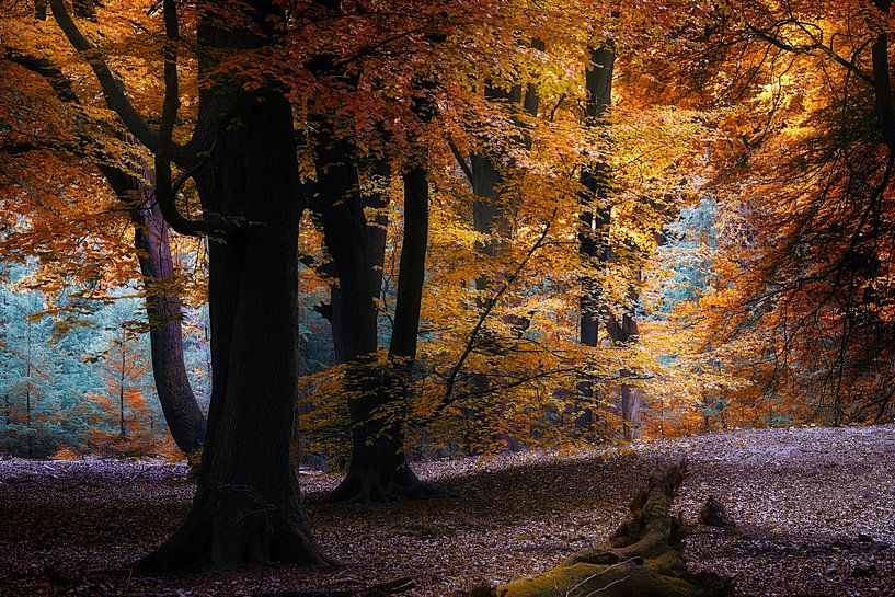 Color Explorer (Nederlands herfst bos in volle kleuren) van Kees van Dongen