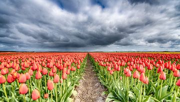 Red Tulips 2020 A by Alex Hiemstra