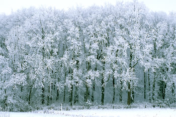 besneeuwde bomen