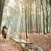 Cheval dans la forêt sur Madinja Groenenberg