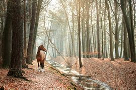 Pferd im Wald | Niederlande, Overijssel