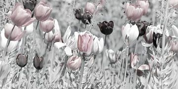 Tulips by Violetta Honkisz