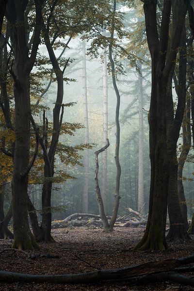 Der einsame Baum.... von Peter Korevaar