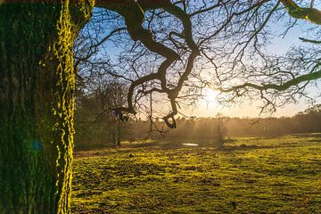 Sonnenlicht über dem Herikhuizerveld von Jurjen Jan Snikkenburg