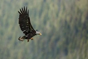 Bald eagle in flight at Canada sur Menno Schaefer