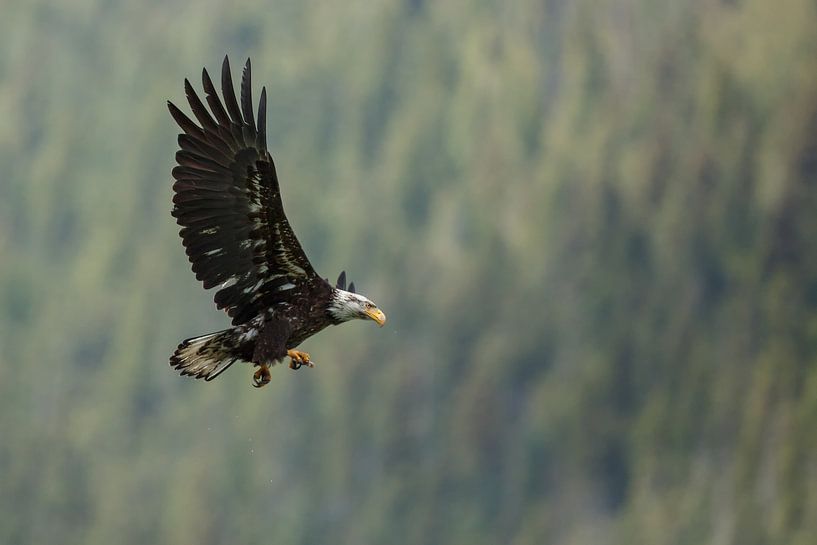 Bald eagle in flight at Canada par Menno Schaefer
