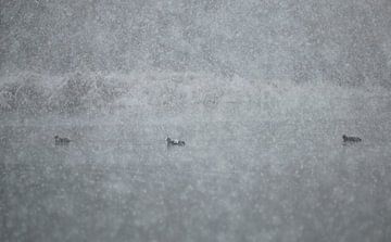 Meerkoeten in een sneeuwstorm van Jan-Freerk Kloen