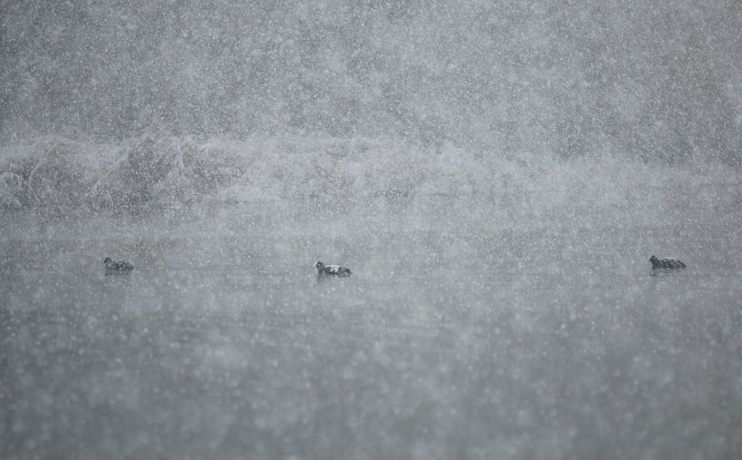 Coots in a blizzard by Jan-Freerk Kloen