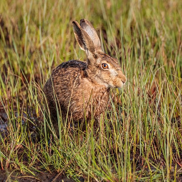 M. Hare par Arnoud van der Aart