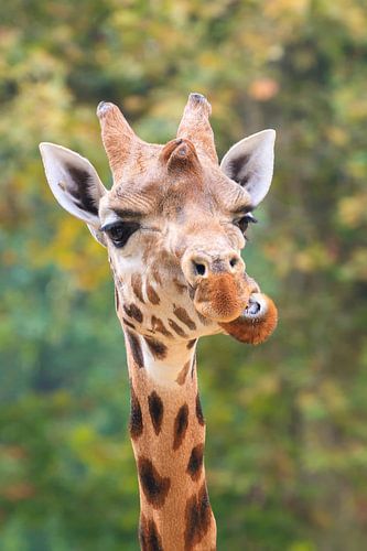 Grappig portret van een Giraffe van Dennis van de Water