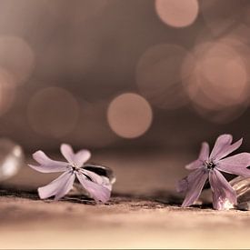 Blumen und Kristalle von Hansi Corstjens