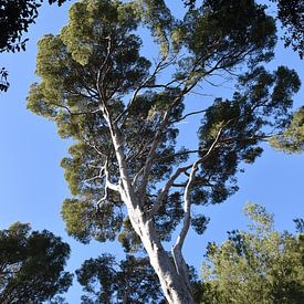 Tall tree by Matthias Spartz