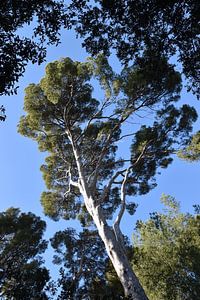 Grand arbre