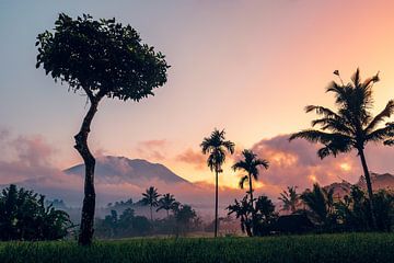 Bali-Sonnenschirm von Tijmen Hobbel