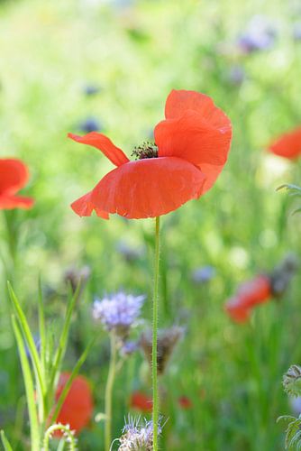 Mohn auf dem Feld