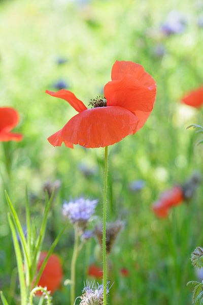 Poppy in the field by Evelien IJpelaar