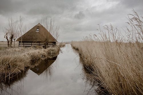 Le Wieden dans les roseaux