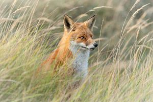 Fuchs im hohen Gras.