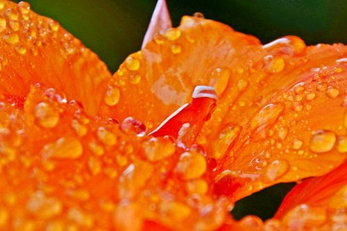 an orange canna lily flower with raindrops