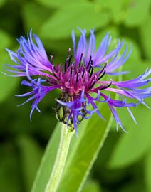 Fleur en écailles