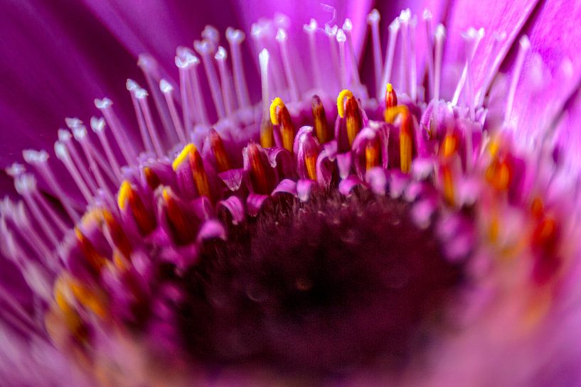 Dorotheantus close-up van Capturedlight.nl Annet & Michel