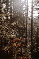 Das Licht der Natur | Unterwegs in den Ardennen