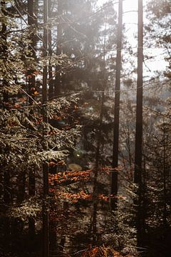 The light on nature | On trail in the Ardennes by Floor Bogaerts