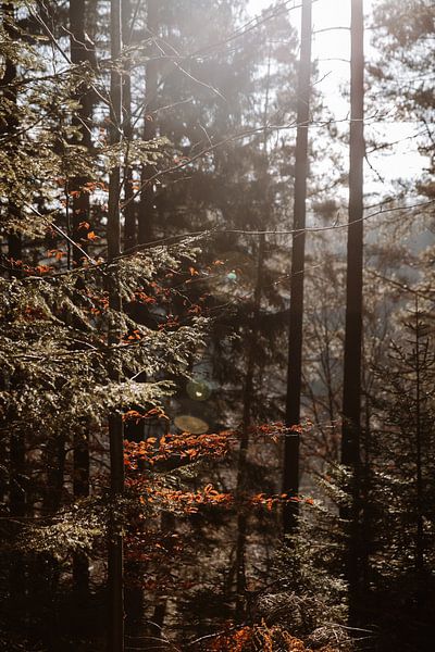 Het licht op de natuur | Op pad in de Ardennen van Floor Bogaerts