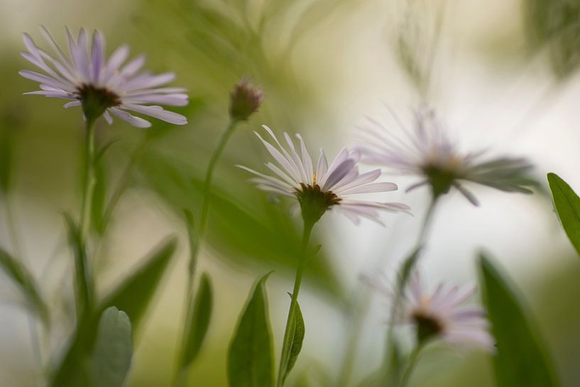 Reach out (Spaanse Margrieten reikend naar het licht) van Birgitte Bergman