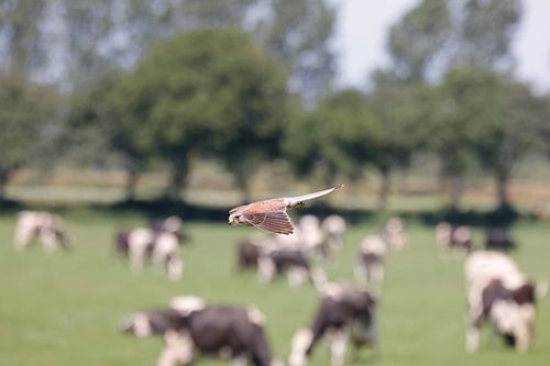 Faucon crécerelle au-dessus d'une prairie