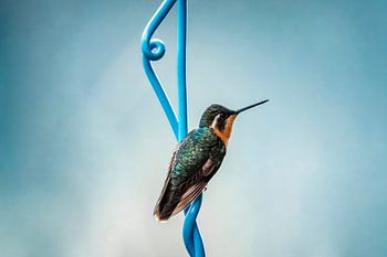 Colibri sur une spirale bleue sur fond bleu ciel doux