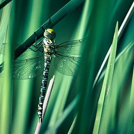 Tussen riet en vleugels – libelle de Blauwe glazenmaker van Saranda in 't Veld Fotografie