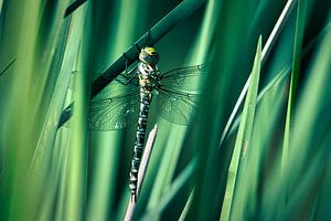 Zwischen Schilf und Flügeln - Libelle der Blauen Glasmacherin (Weibchen)
