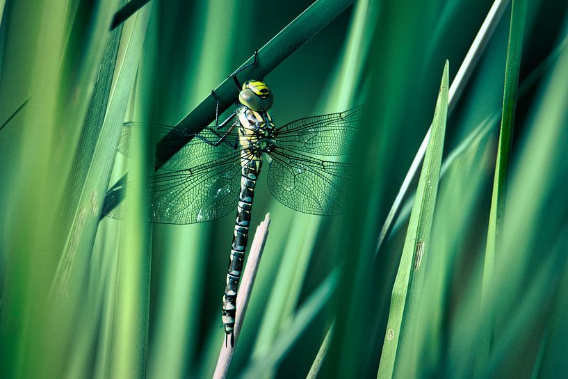 Entre roseaux et ailes - libellule le Verrier bleu (femelle) par Saranda in t Veld Fotografie