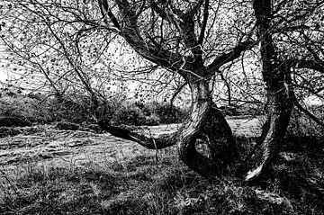 Forme capricieuse d'arbre avec écorce grossière en noir et blanc. sur MICHEL WETTSTEIN