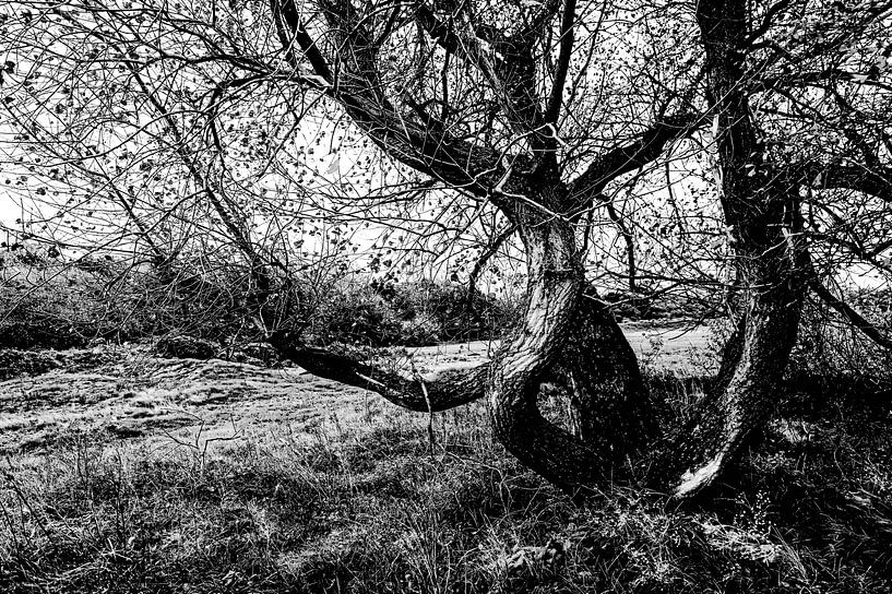 Grillige boomvorm met grove bast in zwart wit. van MICHEL WETTSTEIN