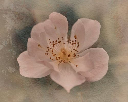 Rose Kunstwerk