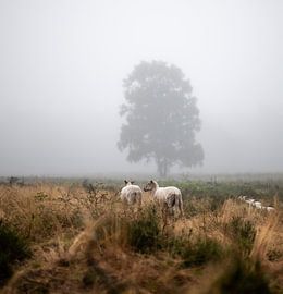 Wolfhezer Heide Teil 2