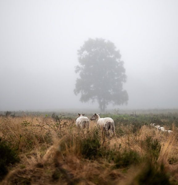 Wolfhezer heath part 2 by Tania Perneel