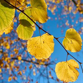 Linden tree with yellow autumn color by Heiko Kueverling