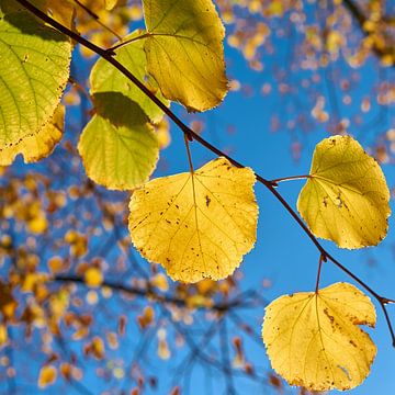 Lindeboom met gele herfstverkleuring van Heiko Kueverling