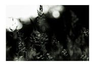 drieluik 'gras in tegenlicht', uitgevoerd in de '828 kleurtechniek' van Hans de Waay thumbnail
