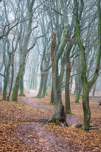 Pad tussen dansende bomen met mist in het Speulderbos in Ermelo Nederland