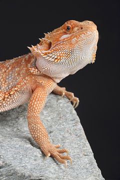 Baardagame (Pogona vitticeps) van Ronald Pol