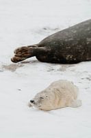 Robbenjunges | Helgoland | Deutschland | Tierfotografie
