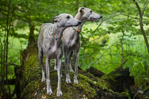 Whippets - going green